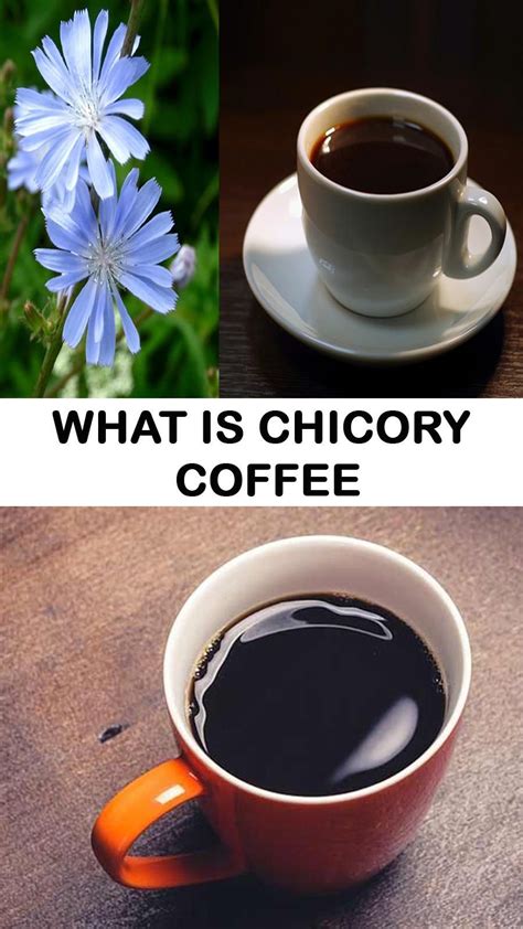 What Is Chicory Coffee And What Are Its Amazing Health Benefits Artofit