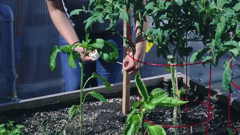 care tips  tomato plants youtube