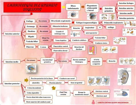 Mapa Mental Desenvolvimento Embrionario Study Maps Images Images