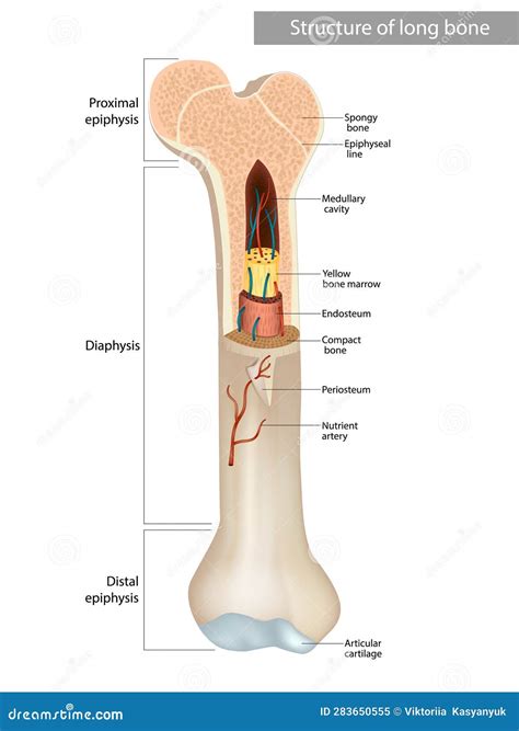 Structure and Components of Long Bone. Proximal Epiphysis, Stock Vector ...