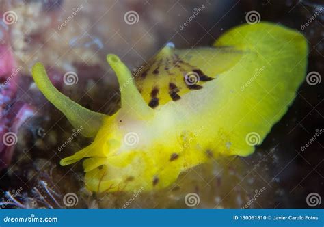 Nudibranchs in Their Habitat Stock Photo - Image of cute, attractive ...