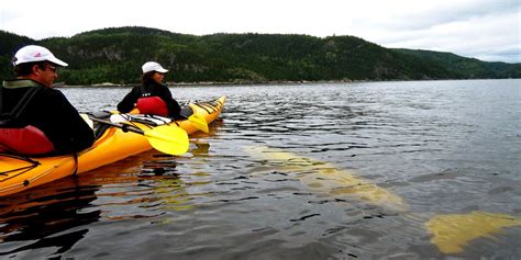 Kayak And Camp Quebec Kayaking Saguenay Fjord Kayak With Belugas