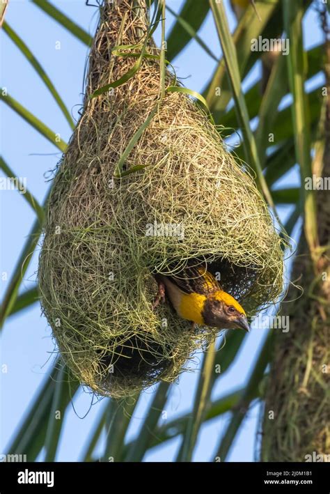 Baya Weaver Bird In Its Nest Hanging From The Tree Branch In The Wild