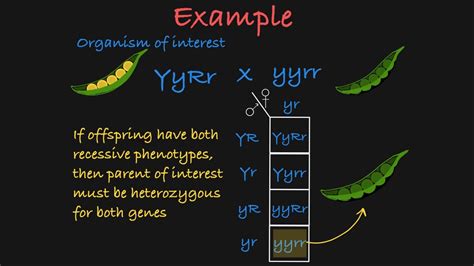 Two Gene Test Cross Explained Youtube