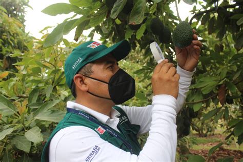 Senasa Certific M S Mil Toneladas De Palta Producida Por La