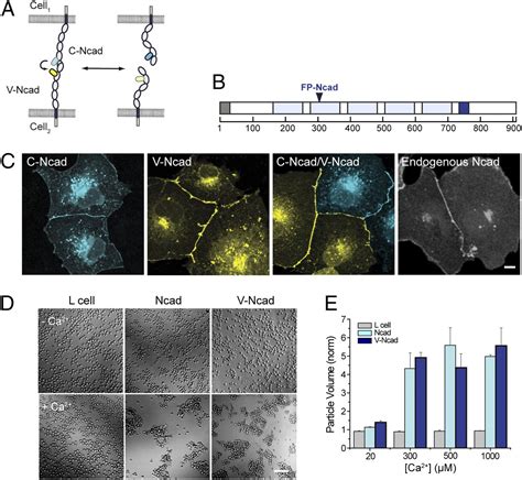 Calcium Dependent Dynamics Of Cadherin Interactions At Cellcell