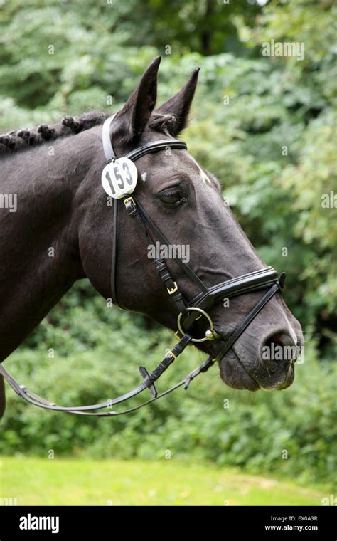 Horse in dressage event Stock Photo - Alamy