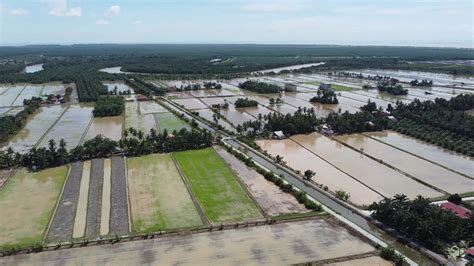 aerial view flood cultivation season  rice paddy  stock video