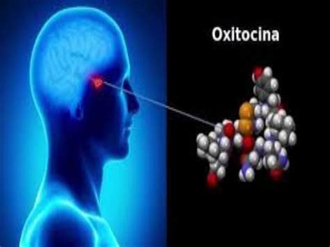 Qué es la oxitocina y los beneficios en los seres humanos