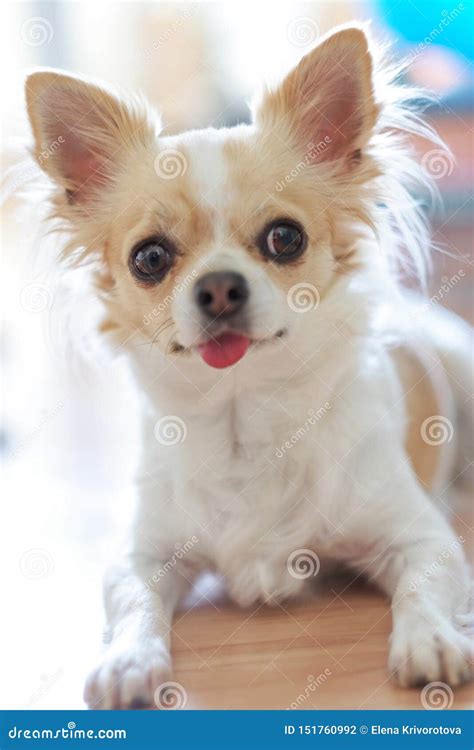 79+ Small Chihuahua Breeds - l2sanpiero