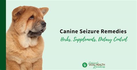 Natural Canine Seizure Remedies | How to Help Bring a Dog Out of a Seizure