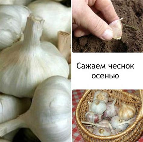 Чеснок Комсомолец. Описание сорта, фото, отзывы, посадка, уход