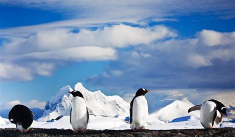 Antarctica Elephant Island Weddell Sea Polar Circle Venture