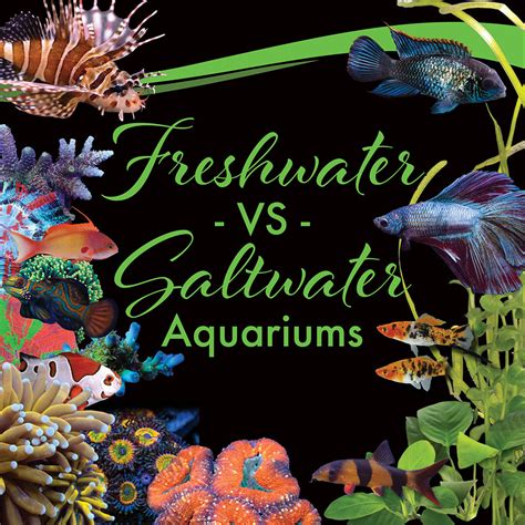 Freshwater Vs Saltwater Aquariums – Whitlyn Aquatics