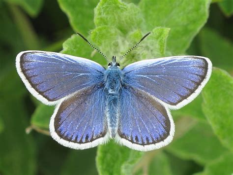 British Butterflies Siver Studded Blue Wildlife Insight Butterfly