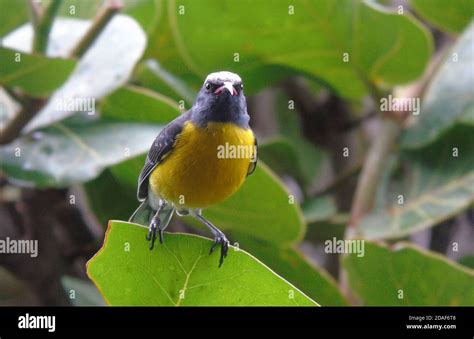 Bananaquit Coereba Flaveola Sugarbird Small Yellow Passerine Antigua