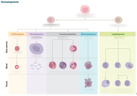 Hematopoiesis Diagram | Quizlet