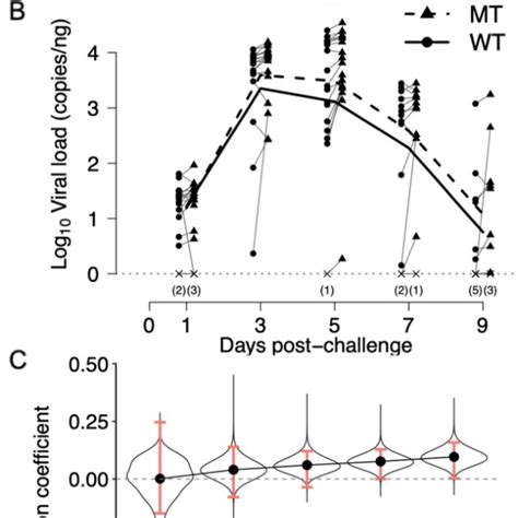 Comparison Of The Wild Type Wt And Mutant Mt Kinetics In Primary