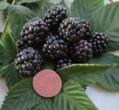 Sweetie Pie Blackberry Bush • Just Fruits and Exotics