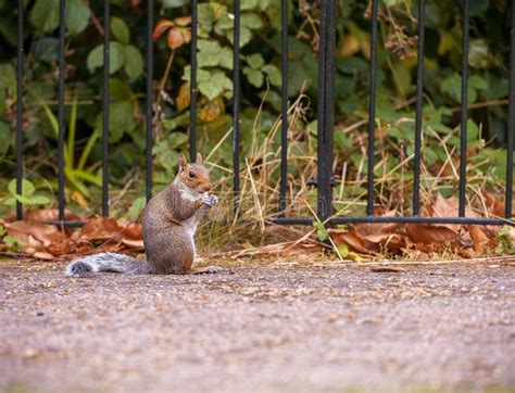 132 Squirrel Eating Cookie Stock Photos Free And Royalty Free Stock