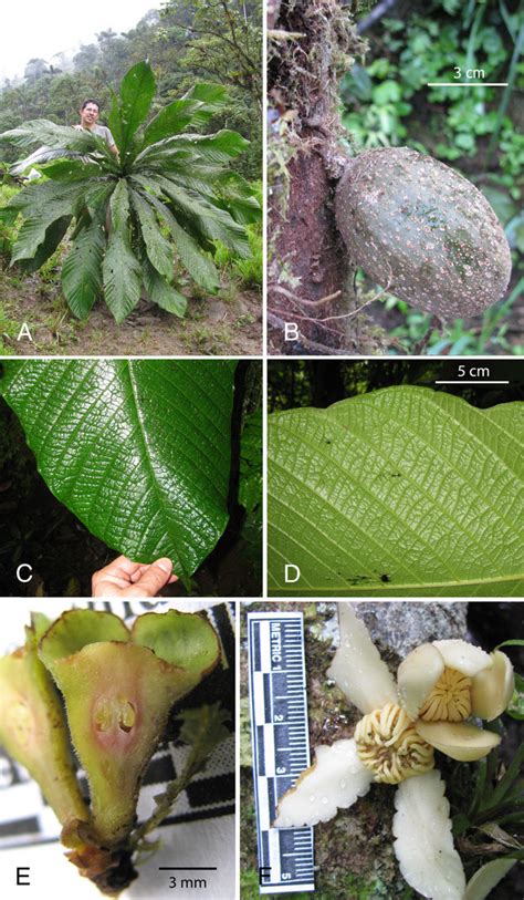 Grias subbullata. A. Crown of leaves. B. Cauline fruit. C. Adaxial view... | Download Scientific ...