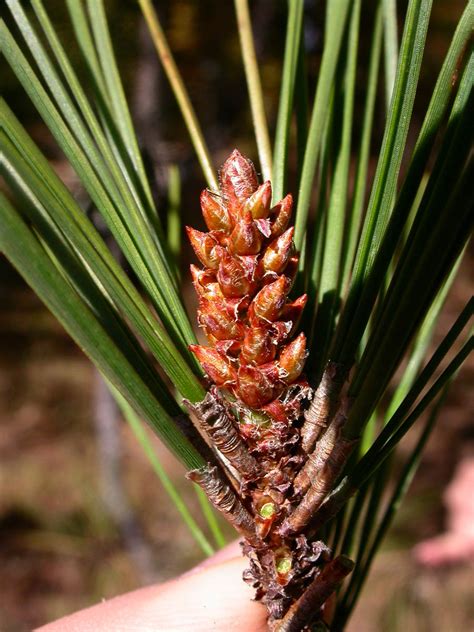 Pinus Echinata Pinaceae Image 12992 At PhytoImages Siu Edu