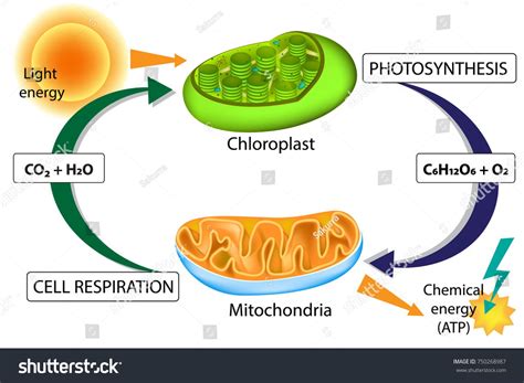 Photosynthesis Phase 5 Diagram Reference Photosynthesis Diag