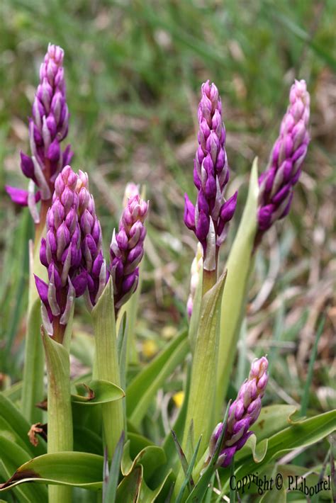 Orchis Ovalis