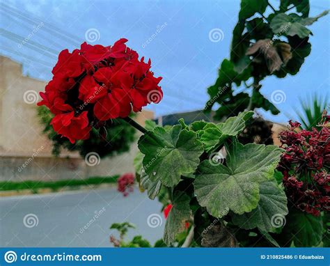 Common Geranium Bronze Butterfly Stock Photo Cartoondealer