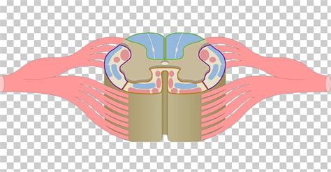 Posterior Funiculus Spinal Cord Grey Matter Anatomy PNG, Clipart, Angle ...