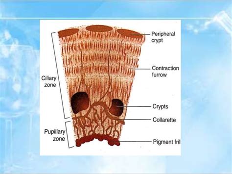 Anatomy of uvea