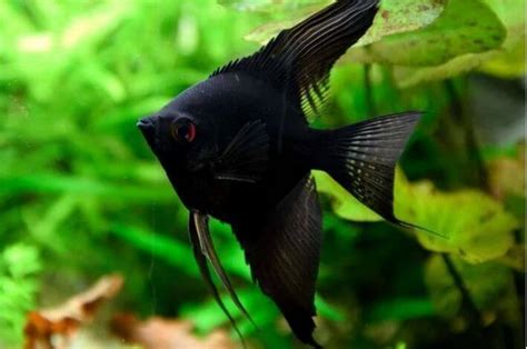 Acar Bandeira Black Pinot Pterophyllum Scalare