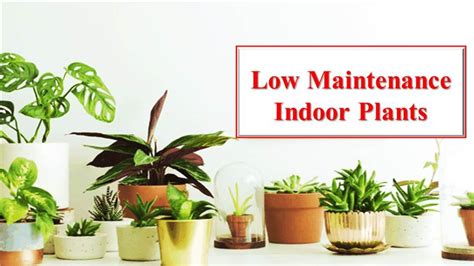 Low Maintenance Indoor Plants for India: 15 Best plants for home gardening