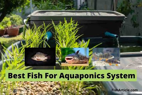 Best Fish For Aquaponics Pros Cons Fish Article