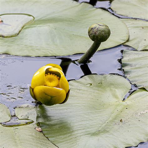 Variegated Yellow Pond Lily From Rockland County NY USA On May 19