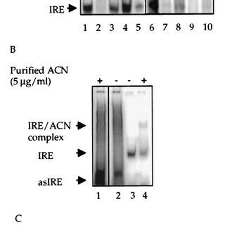 Ferritin Ire Binding Activity Of Purified Aconitase A Binding