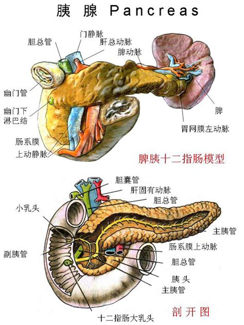 胰腺的解剖图 千图网