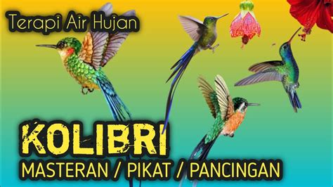 Masteran Pikat Pancingan Semua Jenis Kolibri Youtube