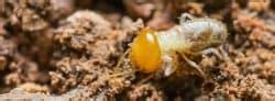 Termite Life Cycle: All Sizes & Stages - PestSeek