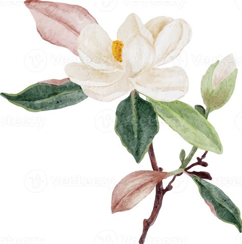 Watercolor White Magnolia Flower And Leaf Bouquet Clipart 18249973 Png