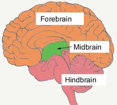 Forebrain, Midbrain and Hindbrain - Brain Components