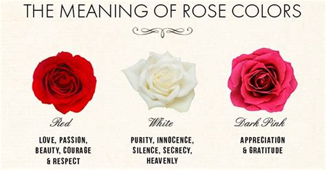 The Meaning Of Rose Colors