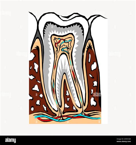 Diagrama De Dientes Clipart Ilustración Dental Vector Imagen Vector De