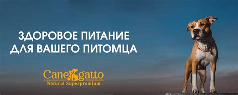 CANEGATTO сухие корма для собак и кошек | С 2022 года наша компания ...