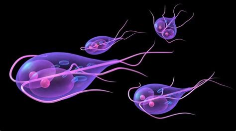 Giardia Lamblia Giardia Intestinalis Lamblia Intestinalis Onmeda De