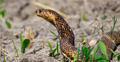 Cape Cobra Bite: Why it has Enough Venom to Kill 9 Humans & How to Treat It - IMP WORLD