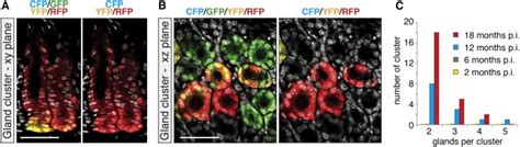 Lateral Expansion Of Lgr Derived Stem Cell Clones Via Gland Fission