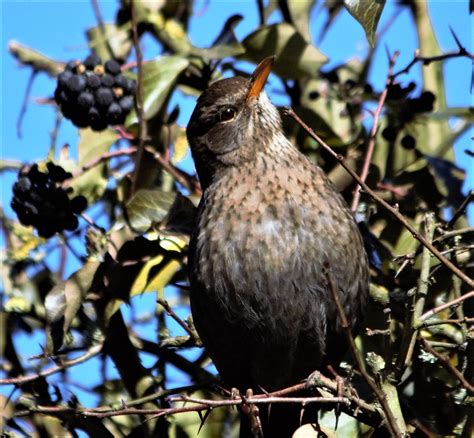 Amsel W Ngidn Naturgucker De Enjoynature Net