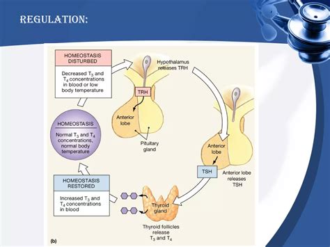 Thyroid Hormone | PPT