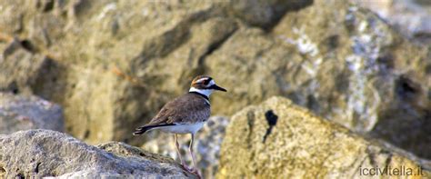 La Crociata Contro Gli Albigesi Una Lotta Per La Fede